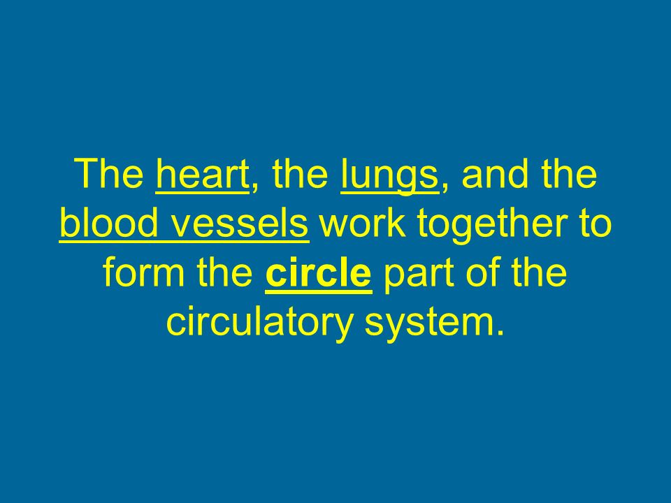 The heart, the lungs, and the blood vessels work together to form the circle part of the circulatory system.