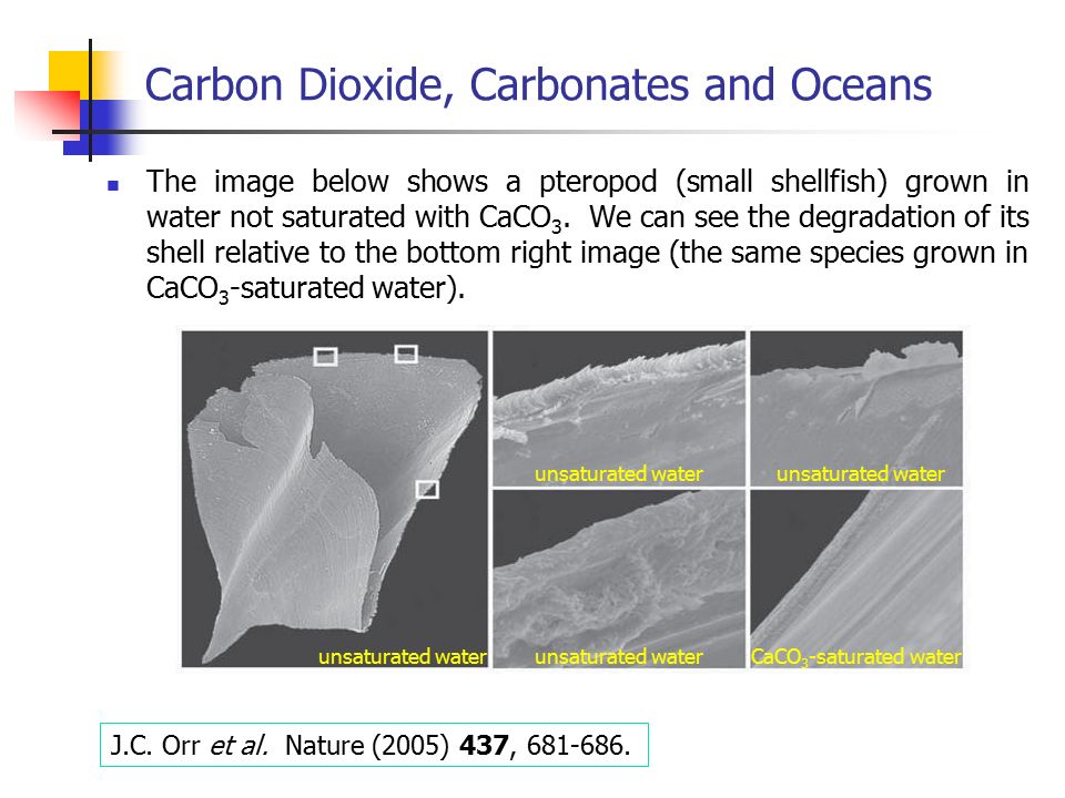 The image below shows a pteropod (small shellfish) grown in water not saturated with CaCO 3.