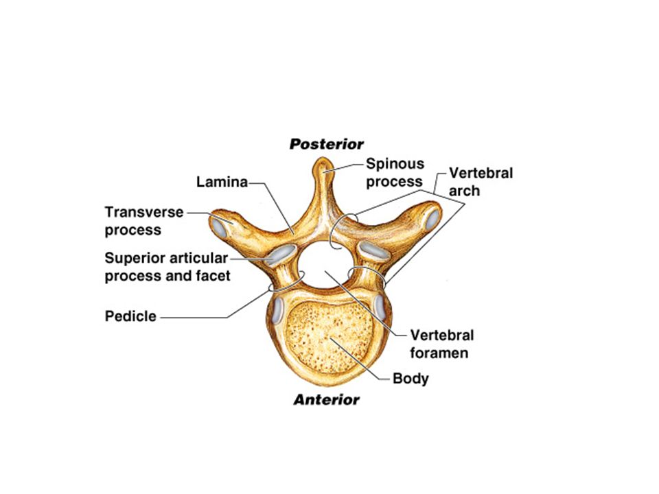 Bones звонок. Cervical vertebrae Atlas and Axis. Vertebrae structure. Vertebra в словаре. Typical Thoracic vertebrae.