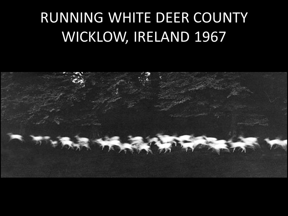 RUNNING WHITE DEER COUNTY WICKLOW, IRELAND 1967