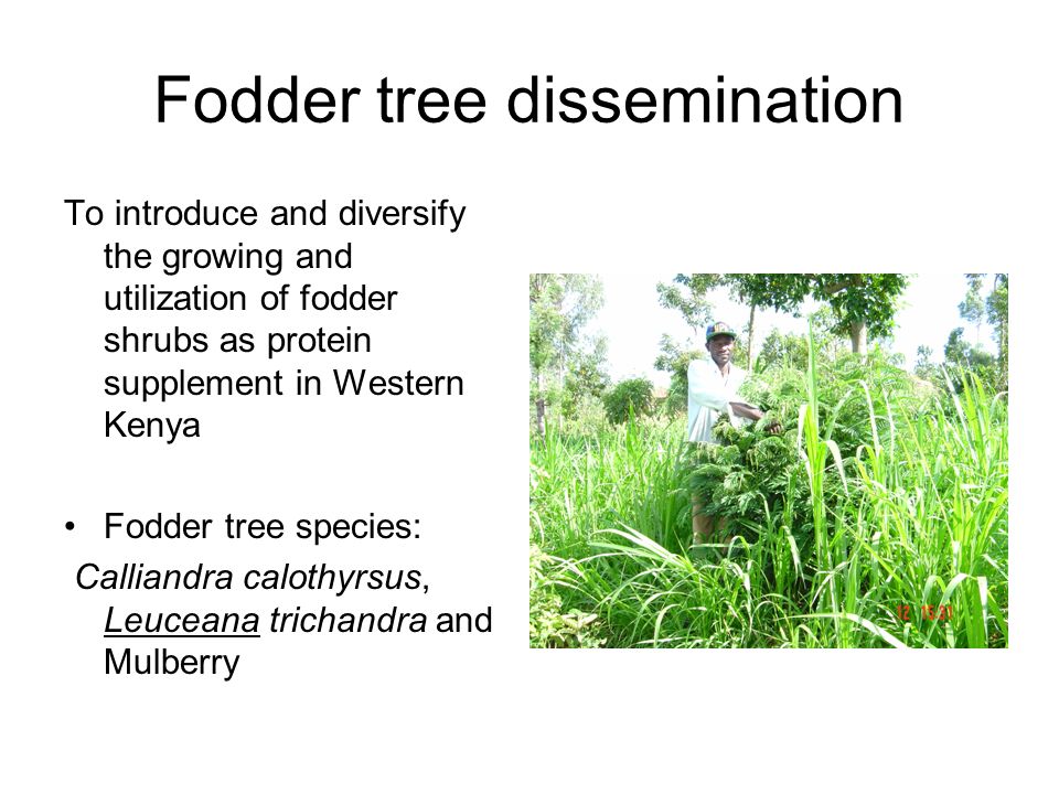 Fodder tree dissemination To introduce and diversify the growing and utilization of fodder shrubs as protein supplement in Western Kenya Fodder tree species: Calliandra calothyrsus, Leuceana trichandra and Mulberry