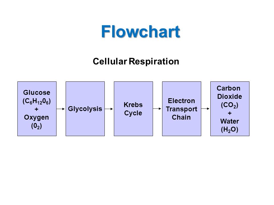 Glycolysis Krebs Cycle Electron Transport Chain Chart