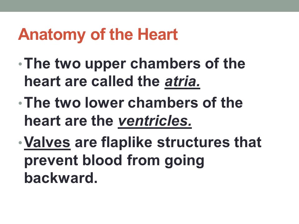 Anatomy of the Heart The two upper chambers of the heart are called the atria.