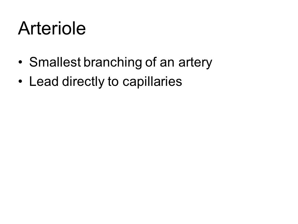 Arteriole Smallest branching of an artery Lead directly to capillaries