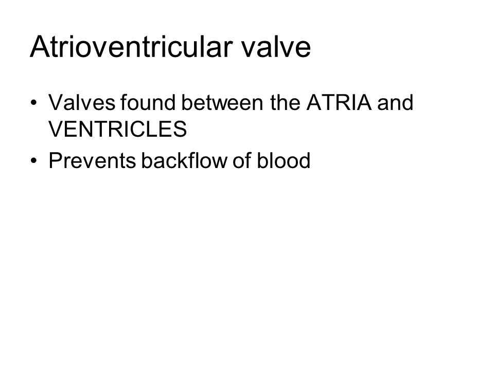 Atrioventricular valve Valves found between the ATRIA and VENTRICLES Prevents backflow of blood