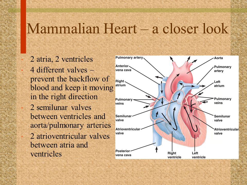 Mammalian Heart – a closer look 2 atria, 2 ventricles 4 different valves – prevent the backflow of blood and keep it moving in the right direction 2 semilunar valves between ventricles and aorta/pulmonary arteries 2 atrioventricular valves between atria and ventricles