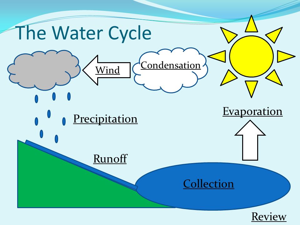 The Water Cycle Wind Condensation Precipitation Runoff Collection Review Evaporation