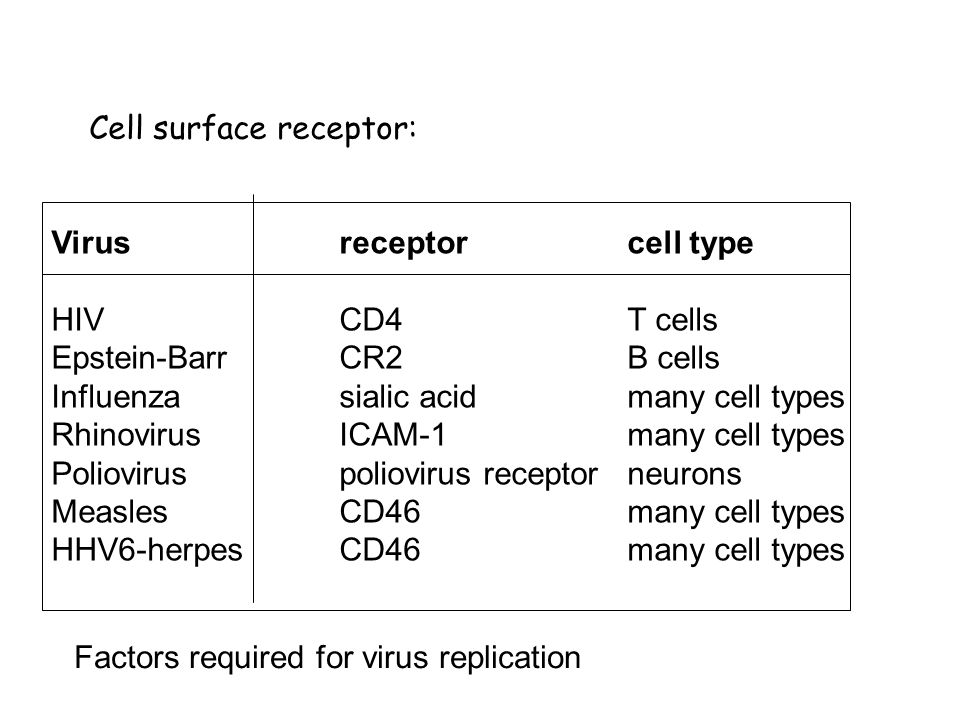 Cell surface receptor: Factors required for virus replication Virusreceptorcell type HIVCD4T cells Epstein-BarrCR2B cells Influenzasialic acidmany cell types RhinovirusICAM-1many cell types Polioviruspoliovirus receptorneurons MeaslesCD46many cell types HHV6-herpesCD46many cell types