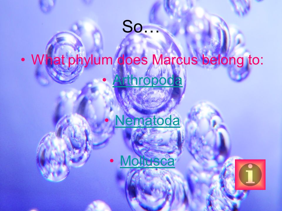 So… What phylum does Marcus belong to: Arthropoda Nematoda Mollusca