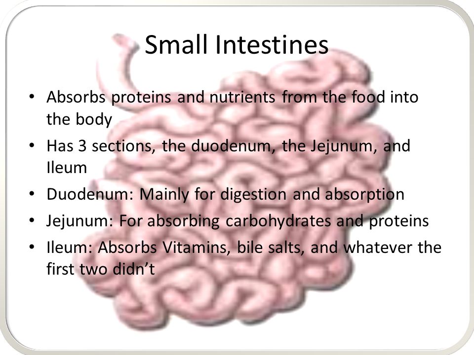 Small Intestines Absorbs proteins and nutrients from the food into the body Has 3 sections, the duodenum, the Jejunum, and Ileum Duodenum: Mainly for digestion and absorption Jejunum: For absorbing carbohydrates and proteins Ileum: Absorbs Vitamins, bile salts, and whatever the first two didn’t