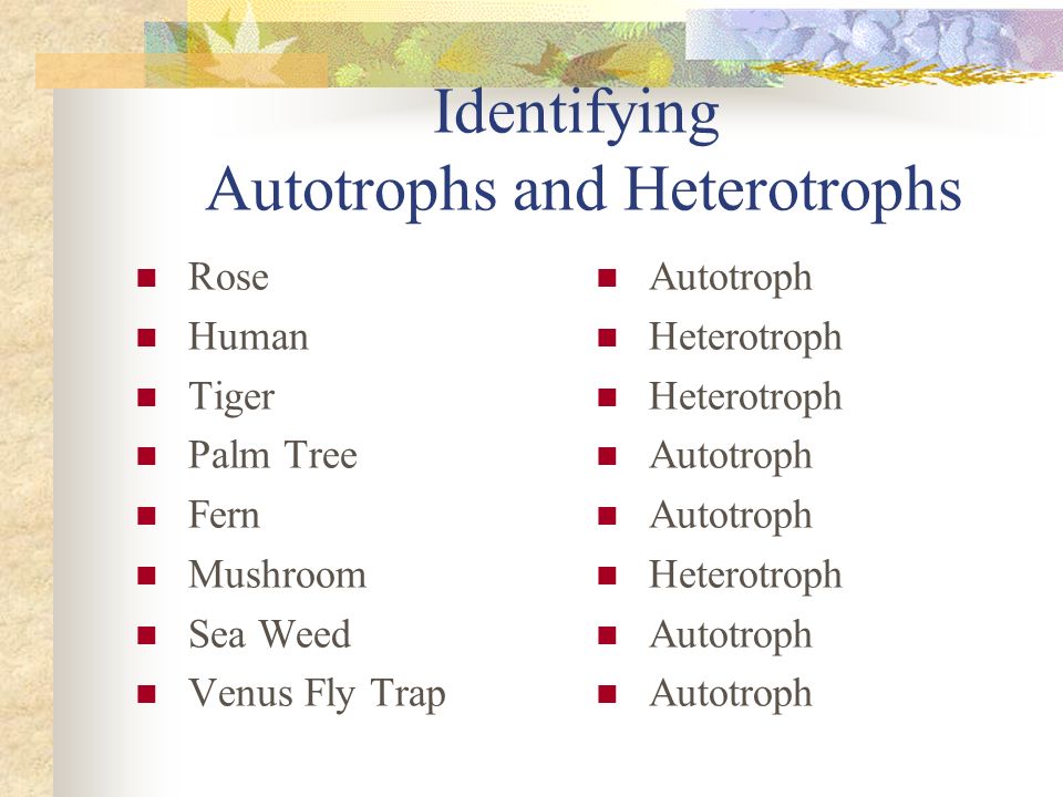 Identifying Autotrophs and Heterotrophs Rose Human Tiger Palm Tree Fern Mushroom Sea Weed Venus Fly Trap Autotroph Heterotroph Autotroph Heterotroph Autotroph