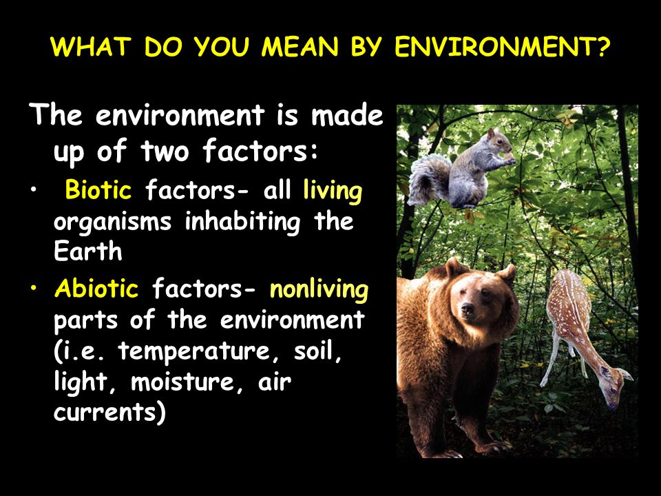WHAT DO YOU MEAN BY ENVIRONMENT.