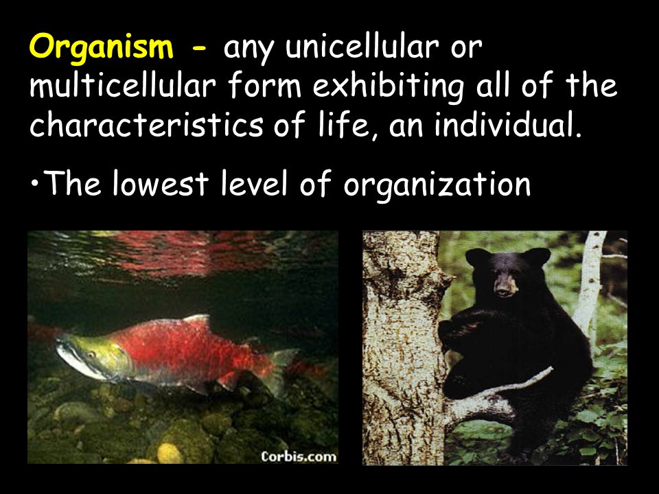 Organism - any unicellular or multicellular form exhibiting all of the characteristics of life, an individual.