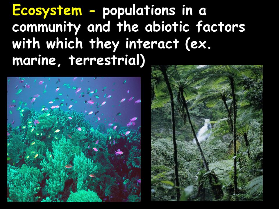 Ecosystem - populations in a community and the abiotic factors with which they interact (ex.