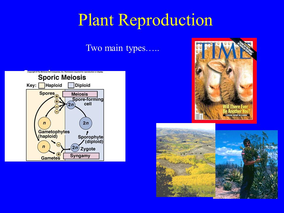 Plant Reproduction 2 main types Two main types…..