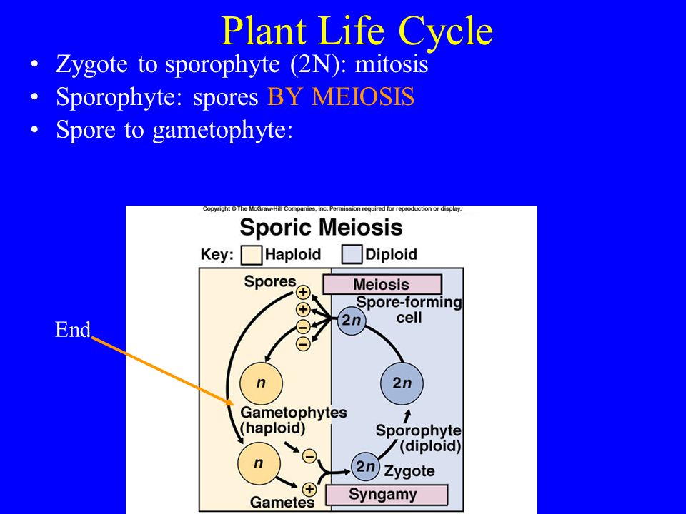 Plant Life Cycle Zygote to sporophyte (2N): mitosis Sporophyte: spores BY MEIOSIS Spore to gametophyte: End