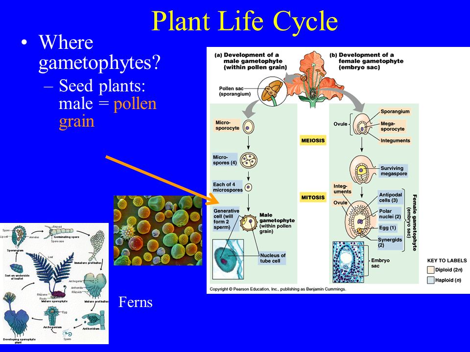 Plant Life Cycle Where gametophytes –Seed plants: male = pollen grain Ferns