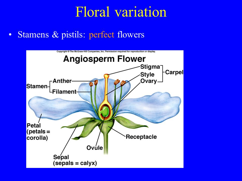 Floral variation Stamens & pistils: perfect flowers