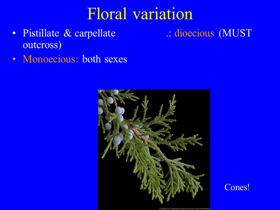 Floral variation Pistillate & carpellate.: dioecious (MUST outcross) Monoecious: both sexes Cones!