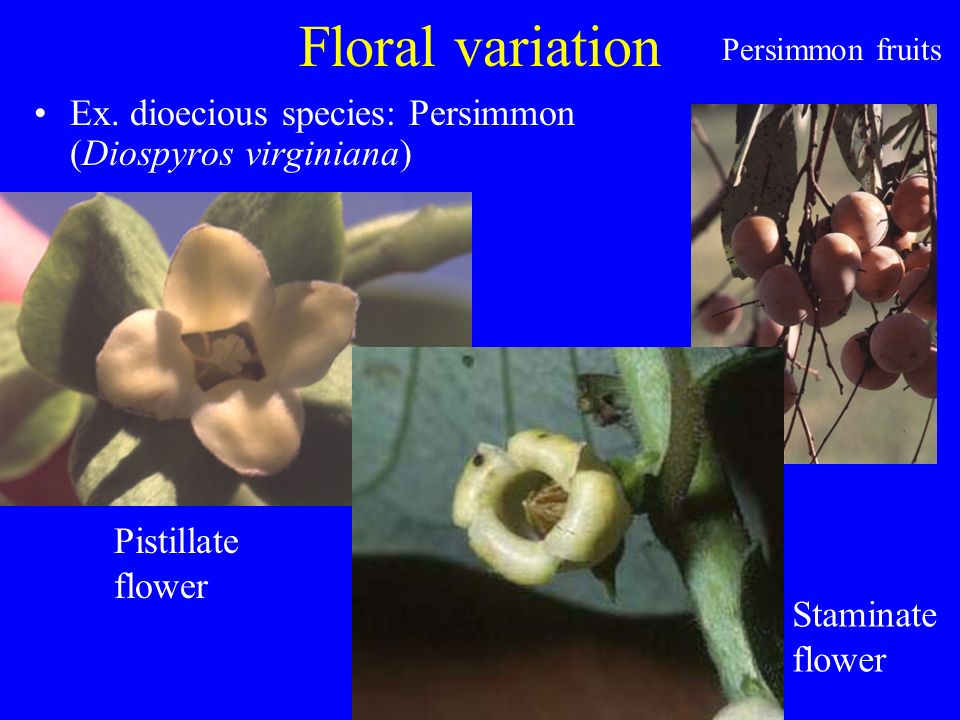Floral variation Ex.
