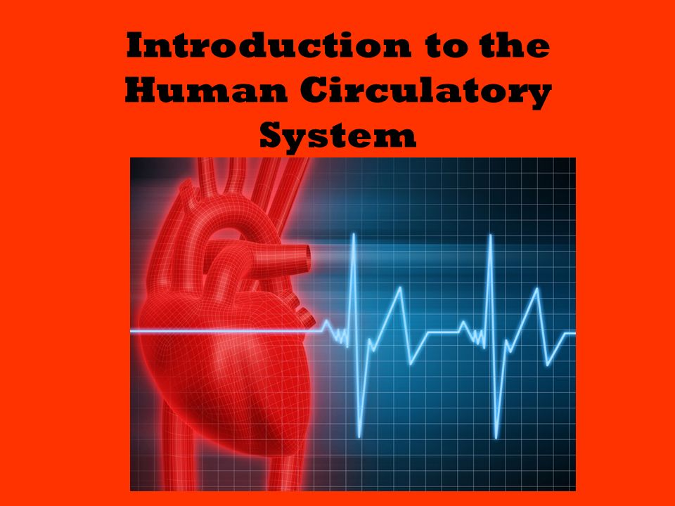 Introduction to the Human Circulatory System