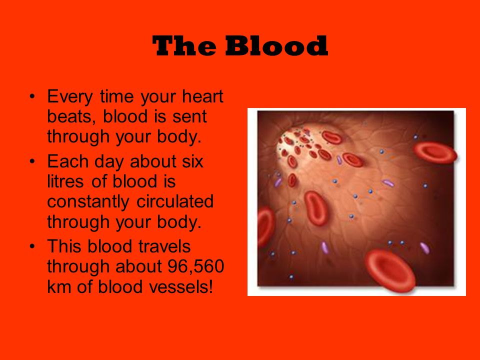 The Blood Every time your heart beats, blood is sent through your body.