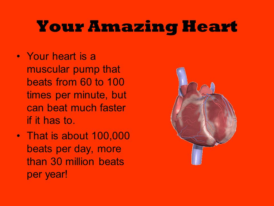 Your Amazing Heart Your heart is a muscular pump that beats from 60 to 100 times per minute, but can beat much faster if it has to.