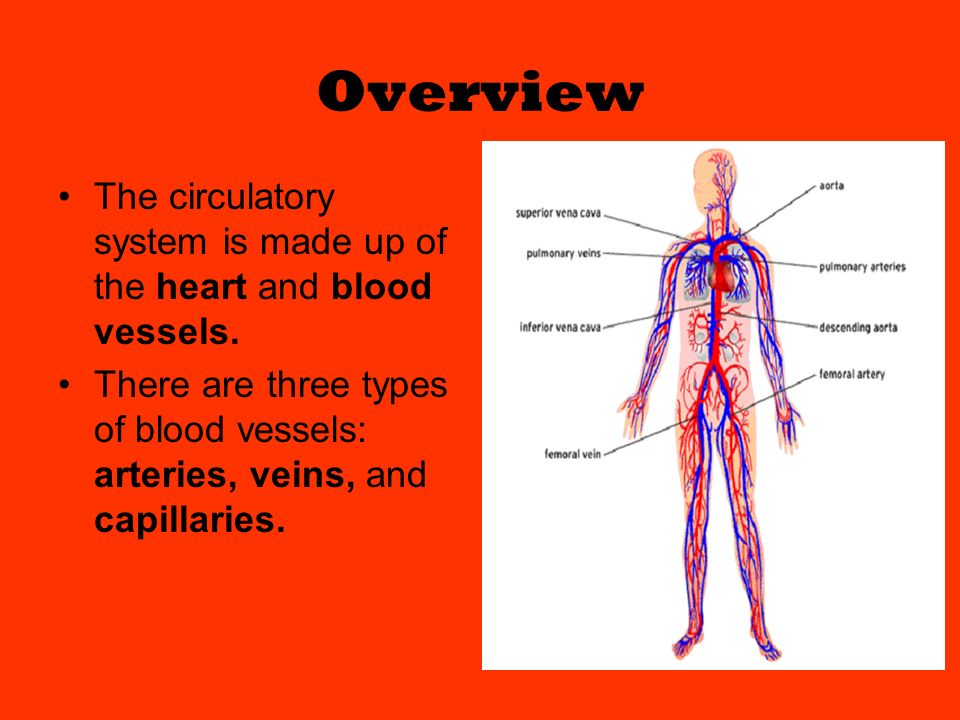 Overview The circulatory system is made up of the heart and blood vessels.