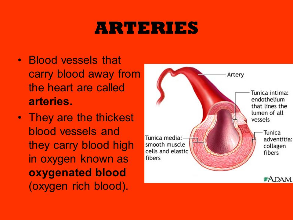 ARTERIES Blood vessels that carry blood away from the heart are called arteries.