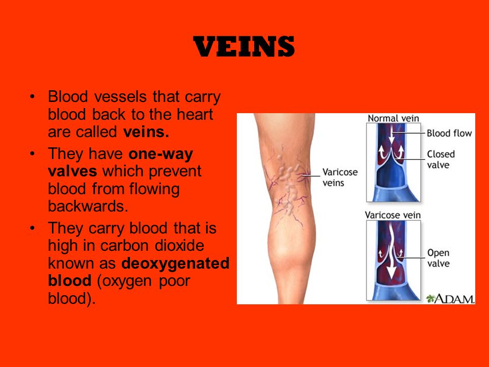 VEINS Blood vessels that carry blood back to the heart are called veins.