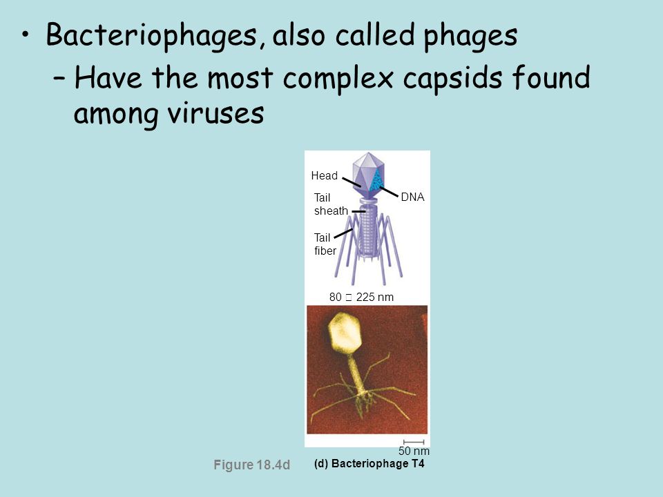 Viruses called bacteriophages –Can infect and set in motion a genetic takeover of bacteria, such as Escherichia coli Figure  m