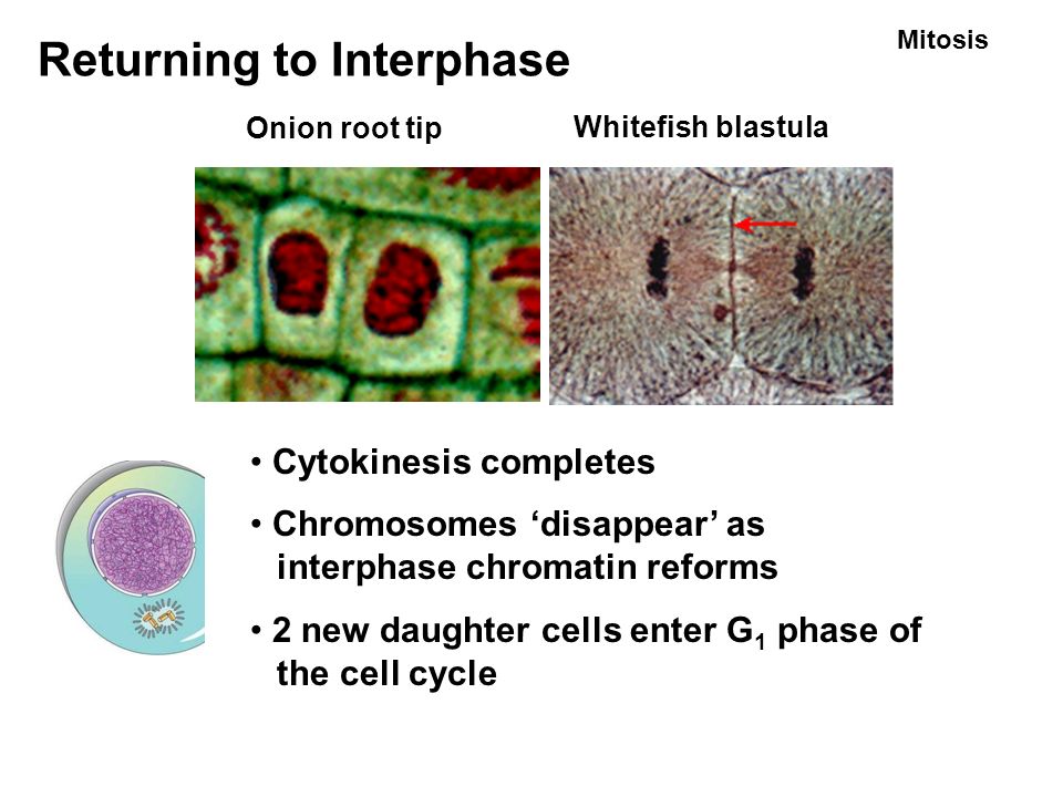 Onion root tip Whitefish blastula Returning to Interphase Mitosis Cytokinesis completes Chromosomes ‘disappear’ as interphase chromatin reforms 2 new daughter cells enter G 1 phase of the cell cycle