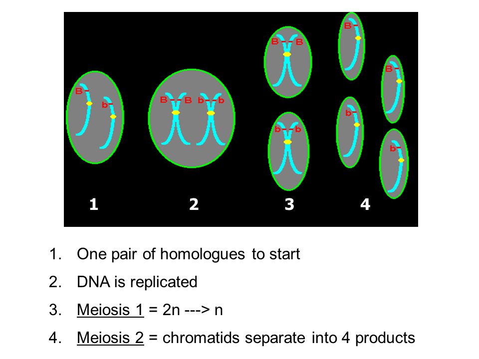 One pair of homologues to start 2.DNA is replicated 3.Meiosis 1 = 2n ---> n 4.Meiosis 2 = chromatids separate into 4 products