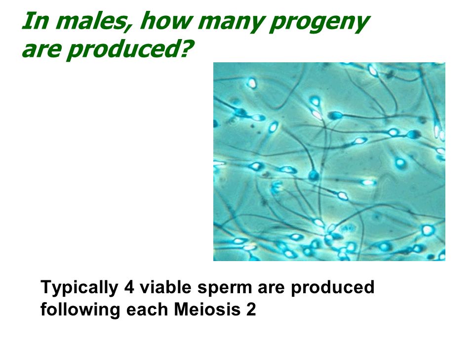 In males, how many progeny are produced.