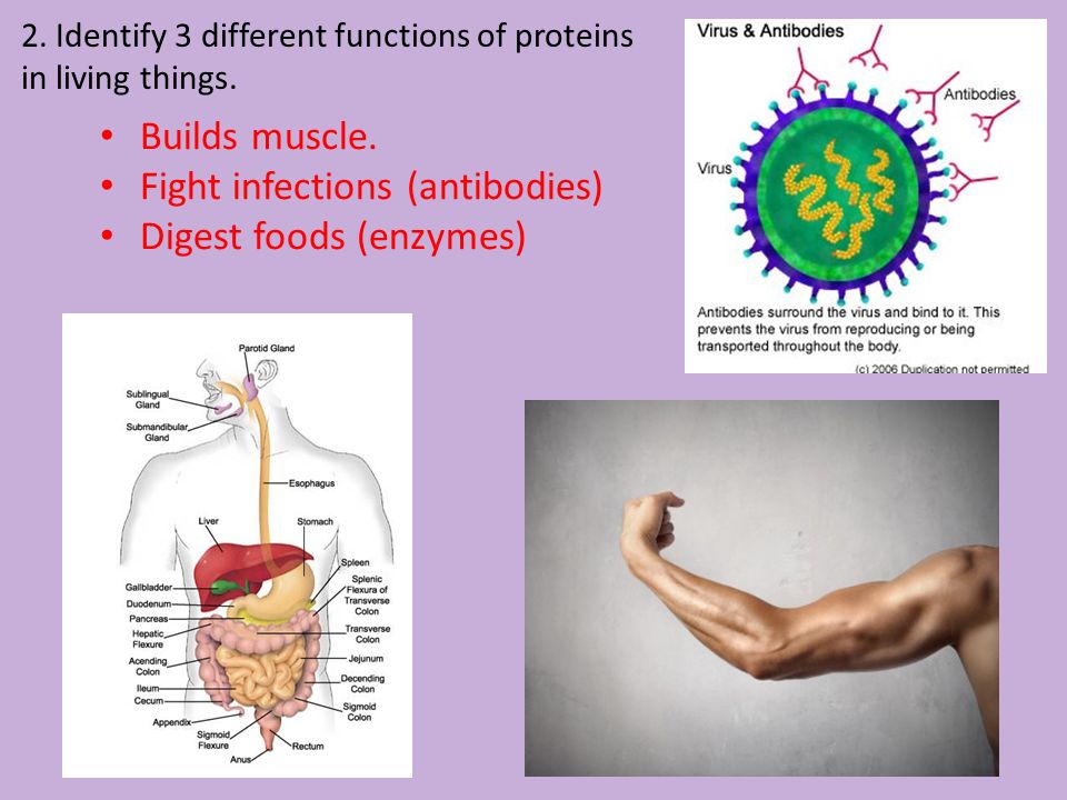 2. Identify 3 different functions of proteins in living things.