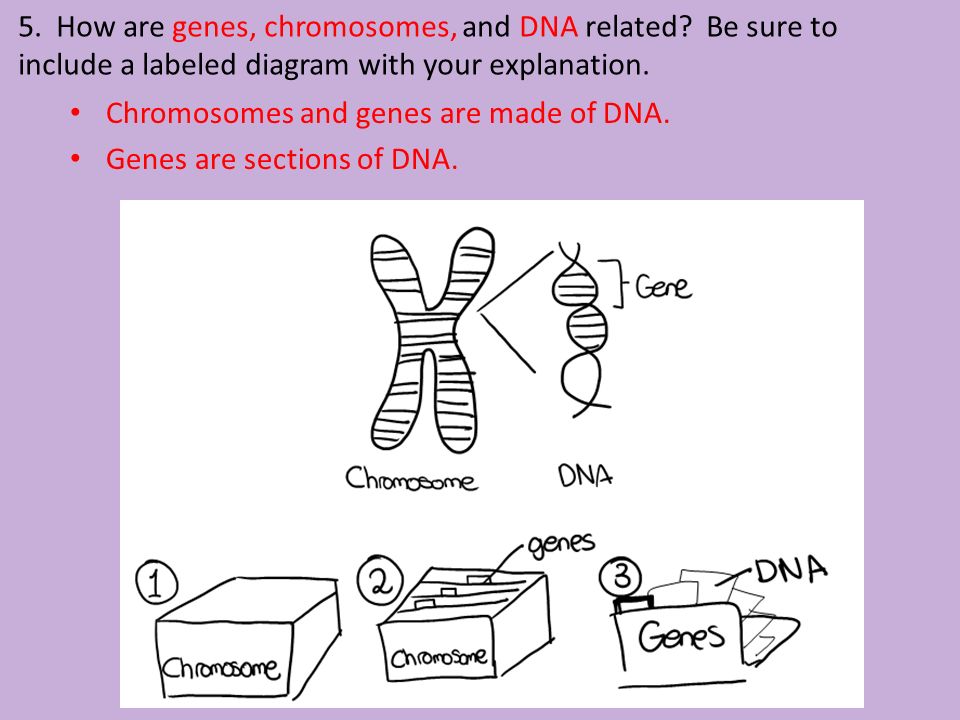 5. How are genes, chromosomes, and DNA related.