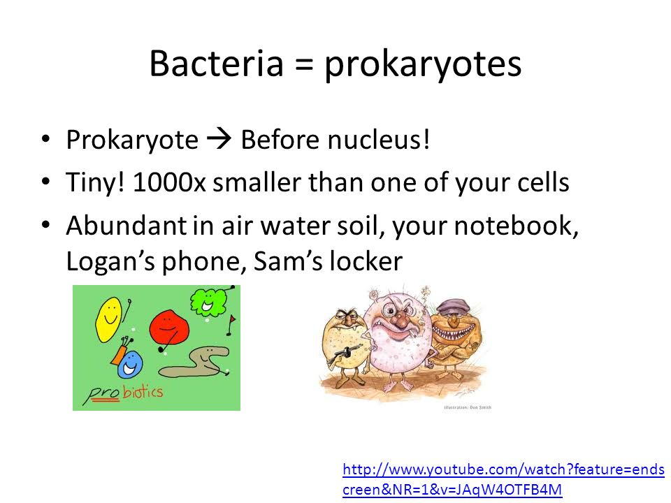 Bacteria = prokaryotes Prokaryote  Before nucleus.
