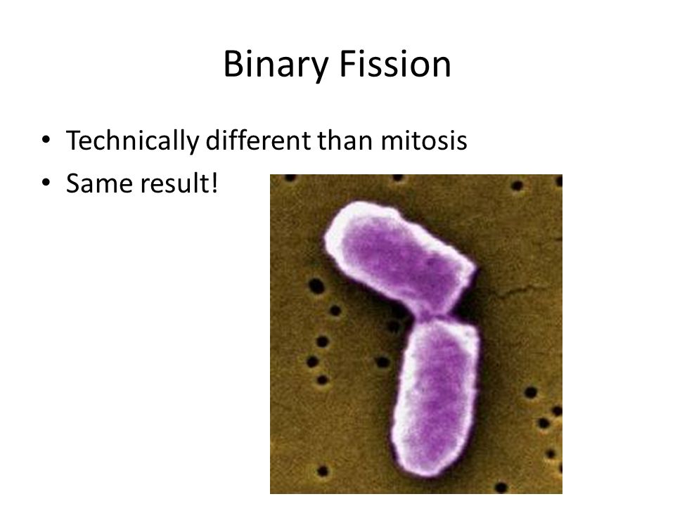 Binary Fission Technically different than mitosis Same result!