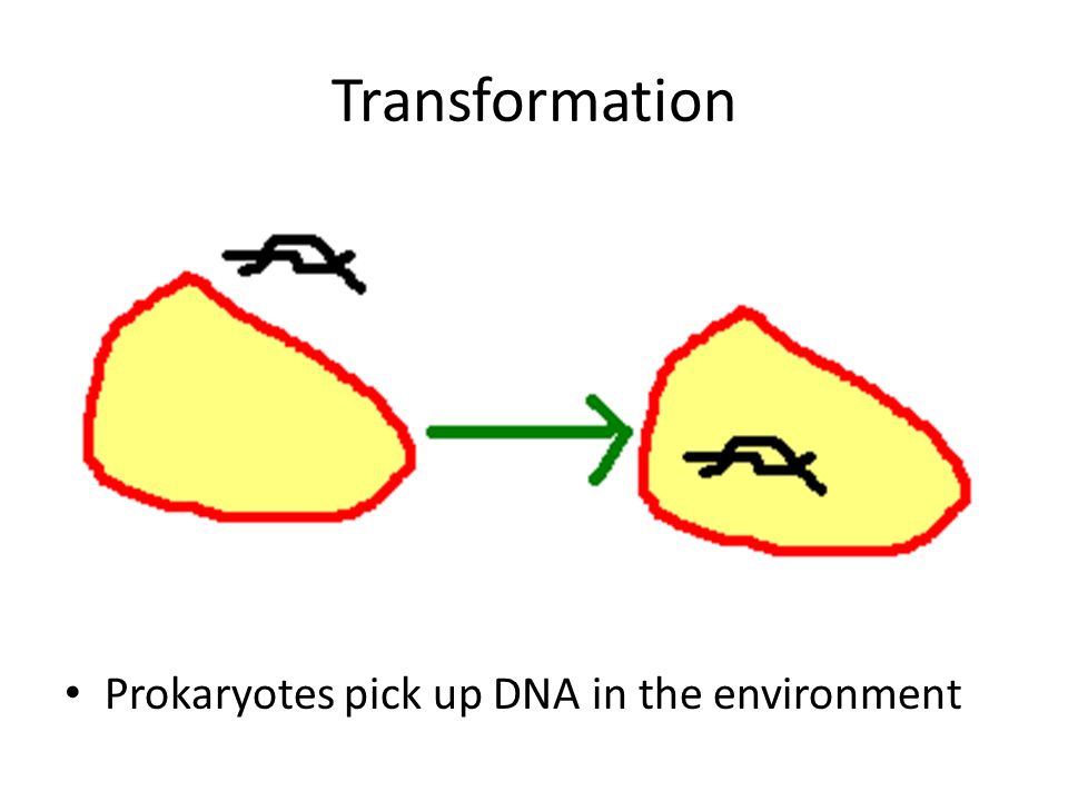 Transformation Prokaryotes pick up DNA in the environment