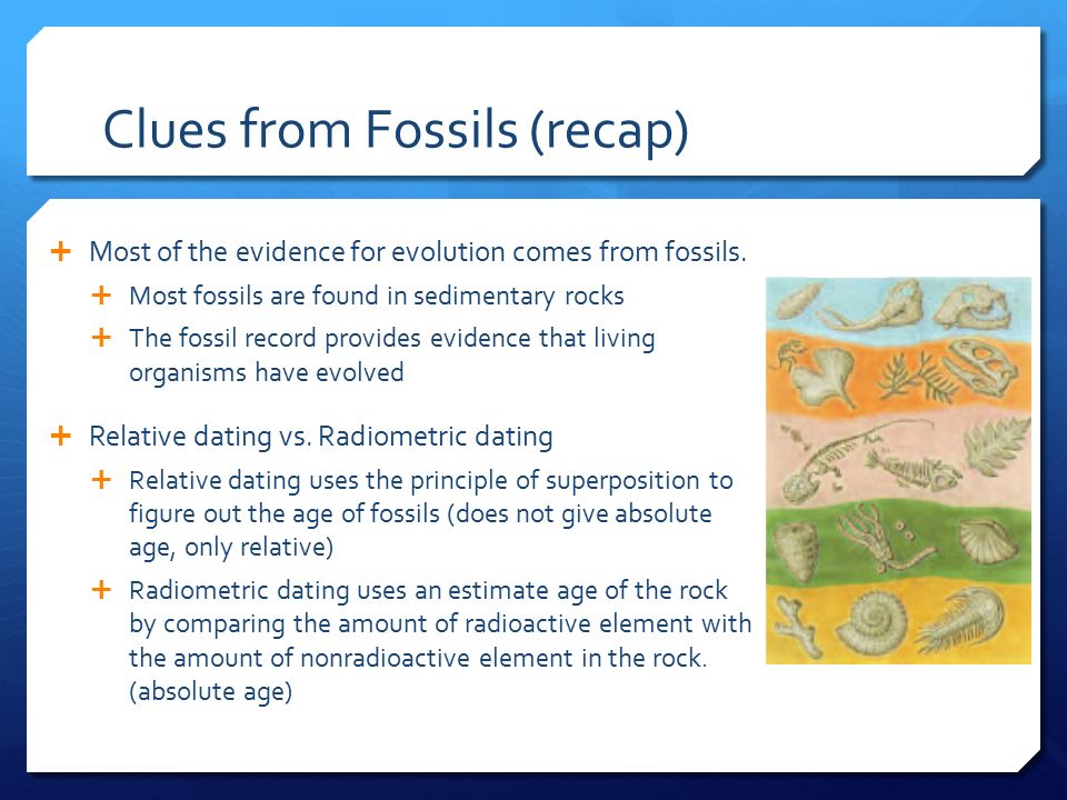 fossil dating evolution online dating teachers