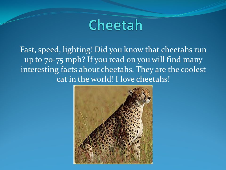 Facts about animals. Гепард на английском. About Cheetah for Kids. Где живет гепард на английском. Гепард на англ языке.