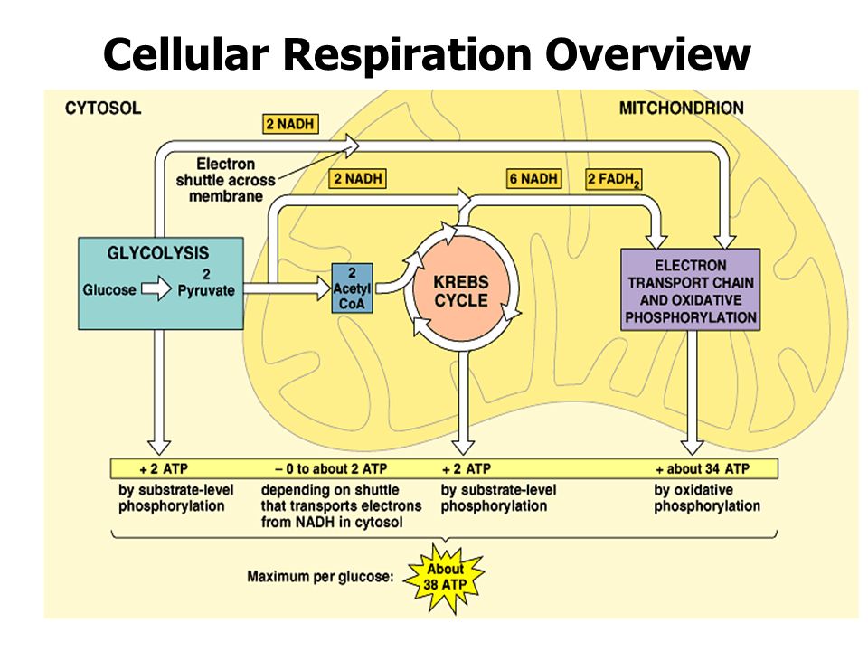 CELLULAR RESPIRATION: HARVESTING CHEMICAL ENERGY The Process of ...