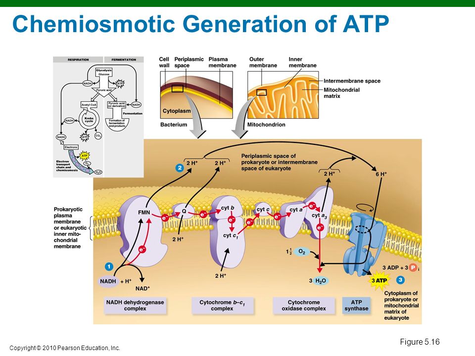 Copyright © 2010 Pearson Education, Inc. Figure 5.16 Chemiosmotic Generation of ATP