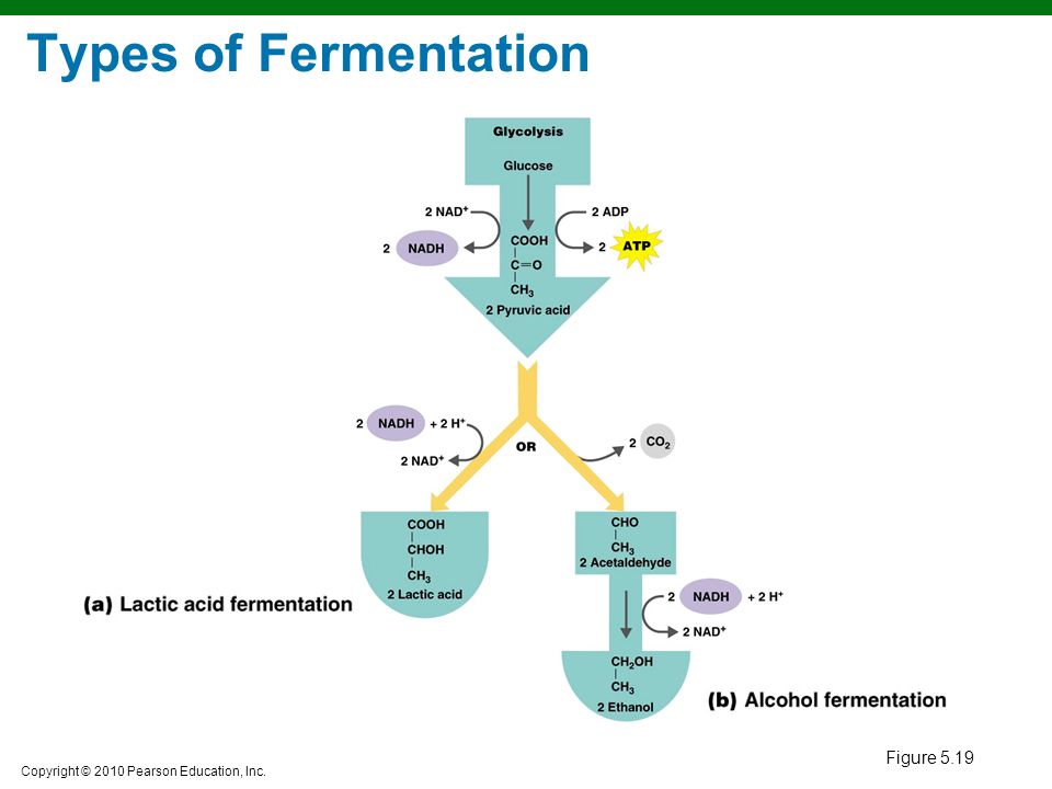 Copyright © 2010 Pearson Education, Inc. Figure 5.19 Types of Fermentation