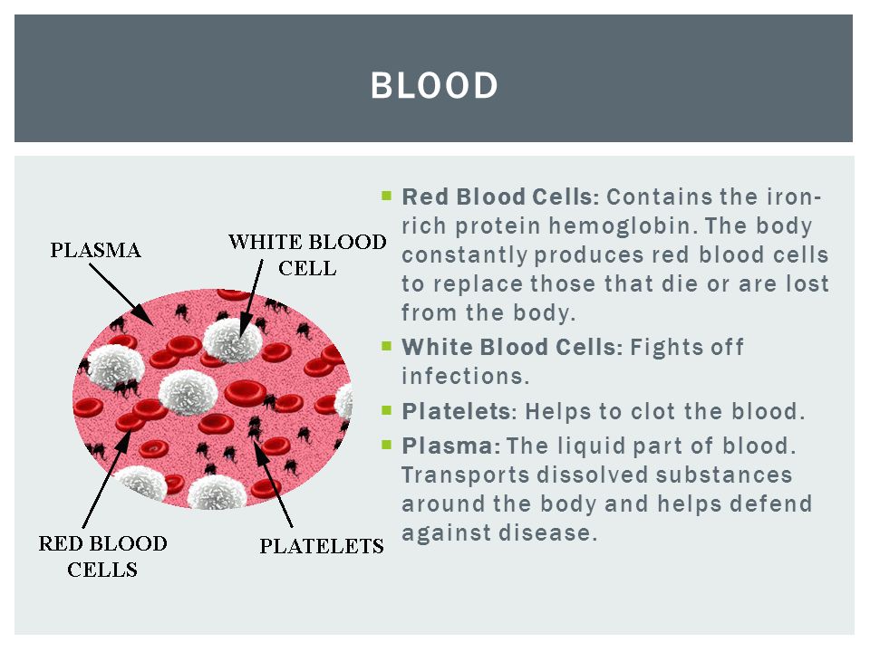  Red Blood Cells: Contains the iron- rich protein hemoglobin.