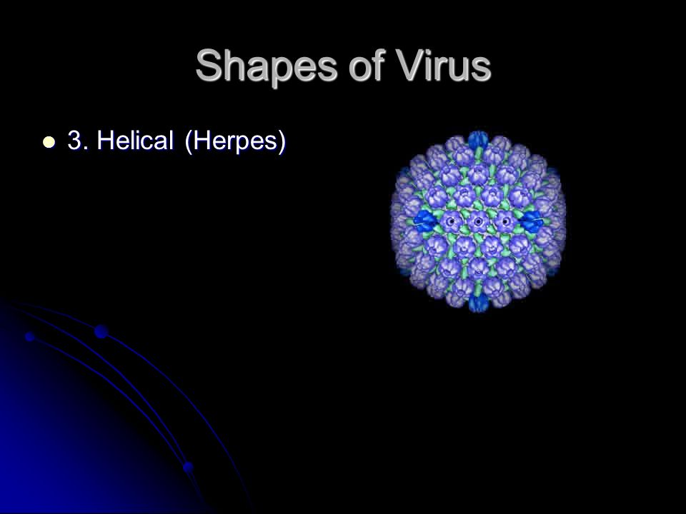 Shapes of Virus 3. Helical (Herpes) 3. Helical (Herpes)