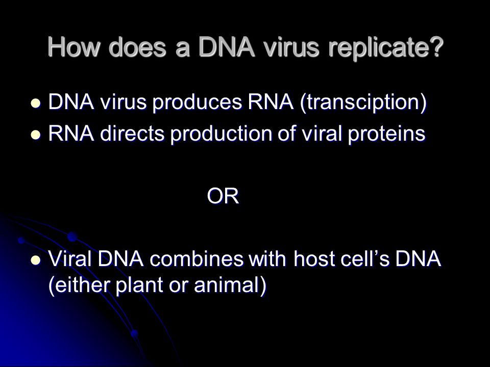 How does a DNA virus replicate.