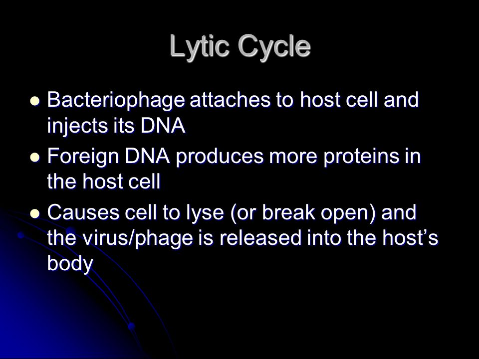 Lytic Cycle Bacteriophage attaches to host cell and injects its DNA Bacteriophage attaches to host cell and injects its DNA Foreign DNA produces more proteins in the host cell Foreign DNA produces more proteins in the host cell Causes cell to lyse (or break open) and the virus/phage is released into the host’s body Causes cell to lyse (or break open) and the virus/phage is released into the host’s body