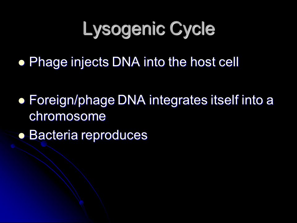 Lysogenic Cycle Phage injects DNA into the host cell Phage injects DNA into the host cell Foreign/phage DNA integrates itself into a chromosome Foreign/phage DNA integrates itself into a chromosome Bacteria reproduces Bacteria reproduces