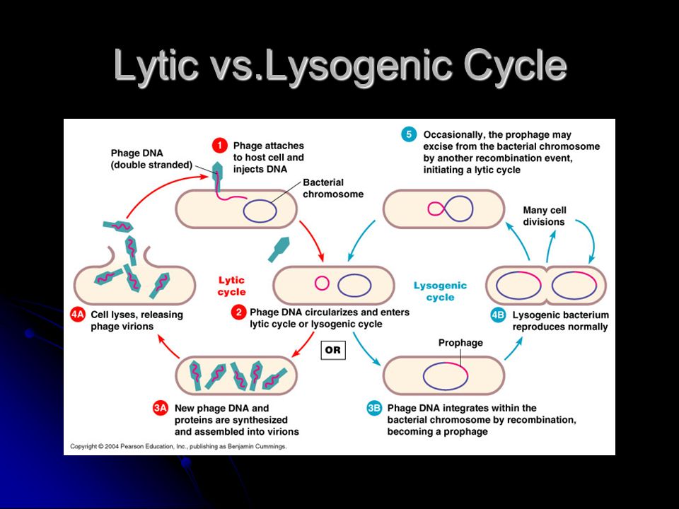 Lytic vs.Lysogenic Cycle